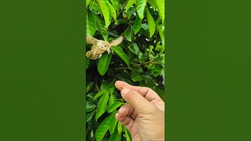 Prenjak lumut alam liar #shorts