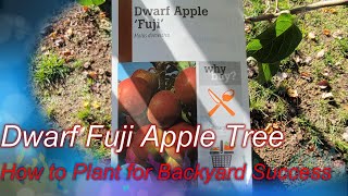 Planting a Dwarf Apple Tree in The Ground - Grow Sweet and Delicious Fuji Apples In Your Backyard
