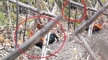 ต่อไก่ป่า, dib qaib qus hav qub teb