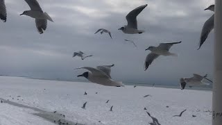 Азовское море .Голодные чайки хватают хлеб на лету !