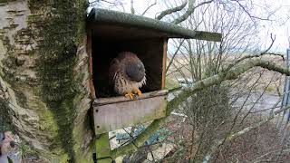 Kestrel first visit to nest box 4K