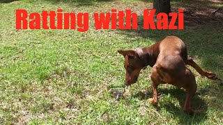 Ratting with a Doberman | Part 5 | Kazi by David Windmueller 1,139 views 3 years ago 2 minutes, 19 seconds