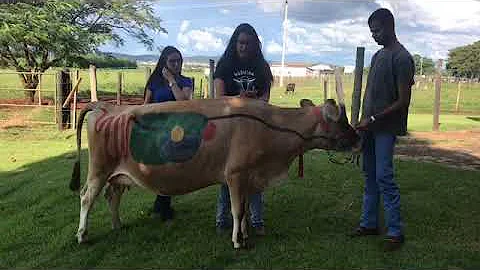 Quais os tipos de animais que ruminam?