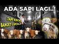 KENAPA GUE BARU TAU SEKARANG KALO ADA SAPI KECIL YANG SE-GEMOY INI..!