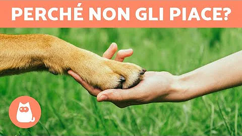 Perché ai cani da fastidio se gli tocchi le zampe?