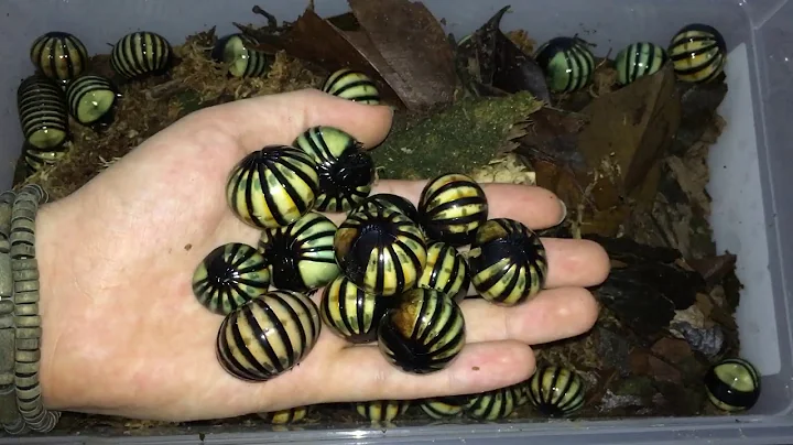 Roly Poly Pill Bug - DayDayNews