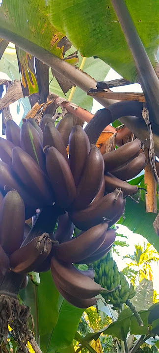 Brown banana#short