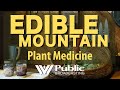 Edible mountain plant medicine