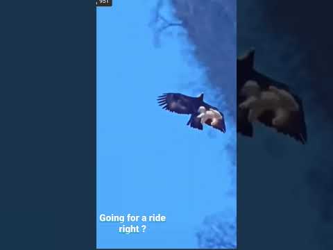 eagle takes dog
