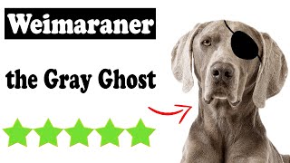 Weimaraner The Grey Ghost | weimaraner temperament Highlights History Health