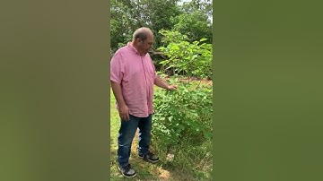 Paper Mulberry week three