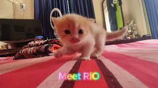 Cute kitten RIO (Persian + Turkish angora) by @ZiniasInsight