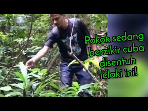 Video: Adakah memerang makan pokok?