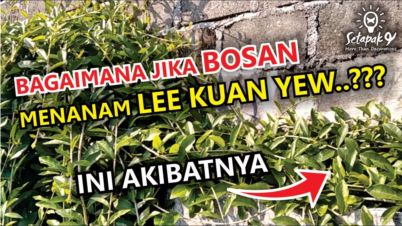 BAGAIMANA JIKA BOSAN MENANAM LEE KUAN YEW? 