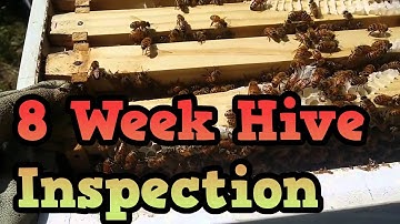 Bee Hive Inspection - Eight Weeks After the Capture of the Swarm