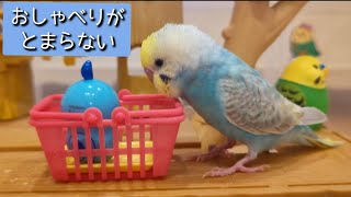 おしゃべりが大好きなセキセイインコたらちゃん、オカメインコはおもちゃで遊びまくる