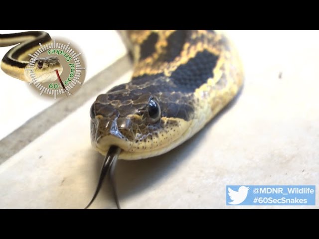 Eastern Hognose Snake: Best Actor Award for a Snake – Oakland County Blog