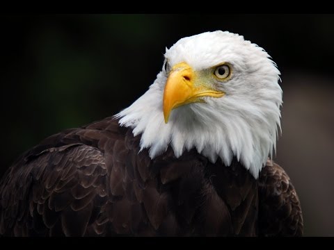 American Eagle - Nature Documentary (HD)