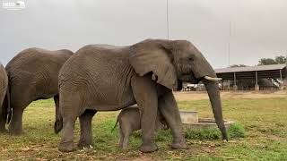 A BehindtheScenes Tour of the Elephant Homestead