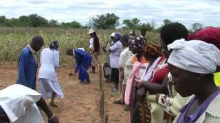 Maize and mulch in Zimbabwe