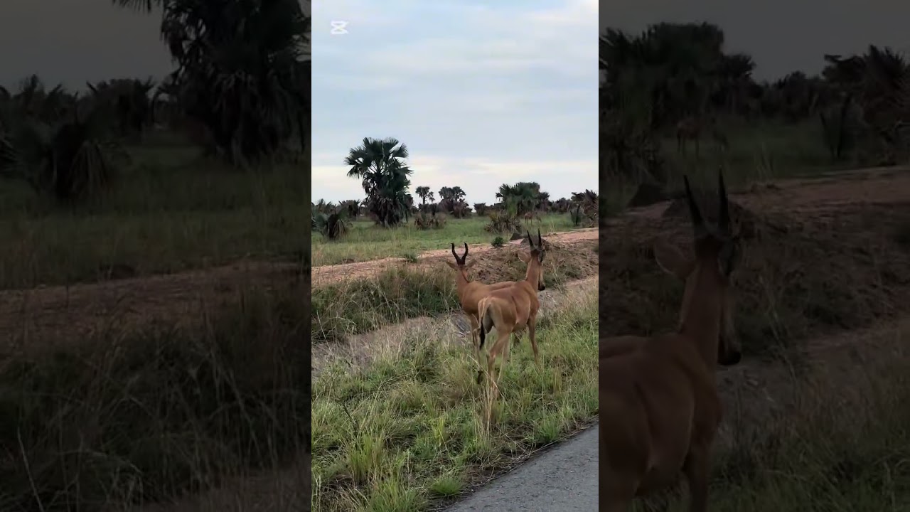 Day 4 murchison falls national park game drive & bamboo village lodge