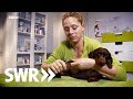 Ein Hund, eine Natter und eine Katze | SWR Tierarztgeschichten