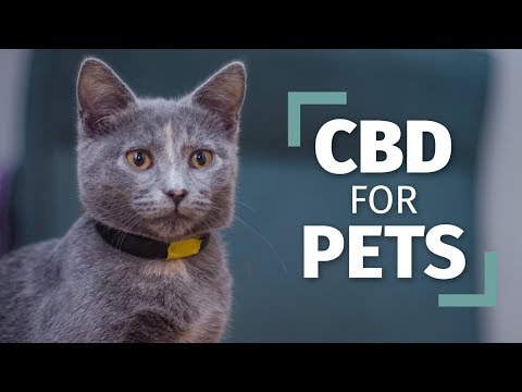 CBD for Pets | The Right Way To Introduce CBD To Your Pets [Complete Guide]