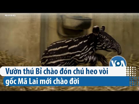 Video: Heo vòi là heo vòi vùng đồng bằng