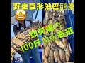 [香港釣魚]一天爆釣價值過萬元極品魚獲(下集)+ [黑爪子,紅瓜子,芝麻班,青班][Red Flag Grouper][巨形沙巴龍躉]