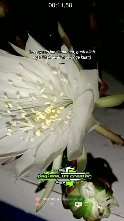 quotes mekare kembang joyo kusumo