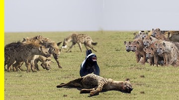 The Honey Badger Is The Most Fearless Animal In The World - Watch And Find Out Why! Honey badger
