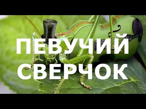 Вопрос: Как убить проникшего в дом сверчка?