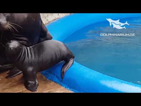 ბათუმის დელფინარიუმში სელაპი დაიბადა
