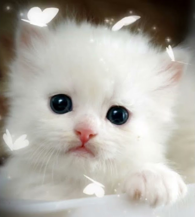 Милие Котики 🥰 #cat #shorts - YouTube