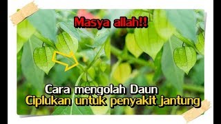 Khasiat Daun Ciplukan