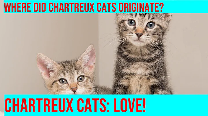 Watch the video about Uncovering the Mystery of the Chartreux Cat Breed
