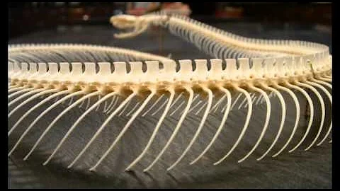 REPTILE EXAM: SNAKE VERTEBRAE.avi - DayDayNews