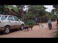 Awesome Sweet Rural Dogs Dog Meeting in Morning