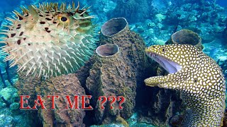 Amazing Dramatic Confrontation Moray Eel Vs Porcupine Fish, Octopus  Close up Giant Eel in Deep Sea