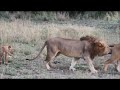 Olbartikoi en famille - Accouplement - Lionnes et lionceaux