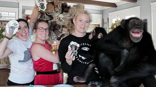 CHRISTMAS WITH CHIMPANZEES