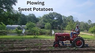 Farmall Cub Plowing the Sweet Potatoes