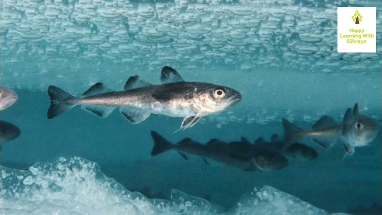 Why Fish Don't Fish Freeze In Winter? YouTube
