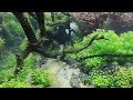 The International Aquatic Plants Layout Contest 2016