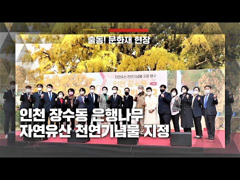 인천 장수동 <strong>은행나무</strong> 천연기념물 지정식(feat.자연유산 홍보대사 배우 박진희)