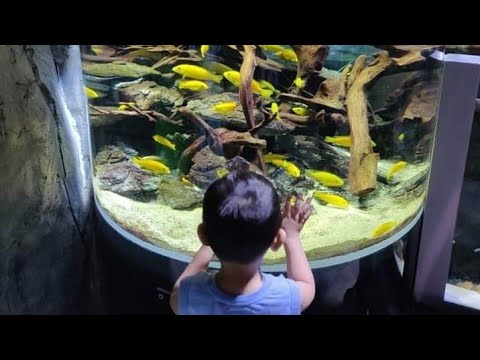 Underwater Zoo Dubai