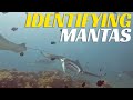 How To IDENTIFY MANTA RAYS At Mahibadhoo Rock Maldives - Family Dive Adventures Maldives - Ep 81