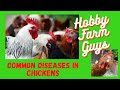 Spotting, Treating and Preventing Common Diseases in Chickens