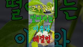 고추꽃이 떨어지는 이유와 해결법#농사