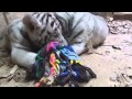 CUB CAM: Tigers cubs play with enrichment toy
